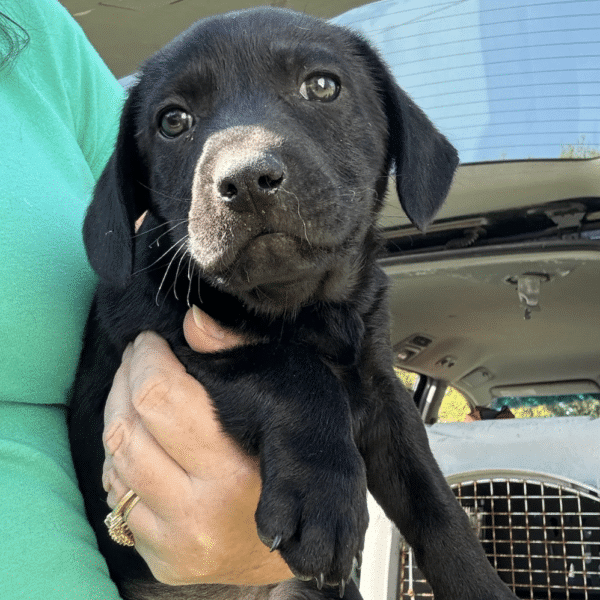 This is Peter, an 8 week old black lab mix availalbe for adoption at GImme Shelter Animal rescue in Sagaponack, NY. He's lbeing held by a woman wearing a green shirt.
